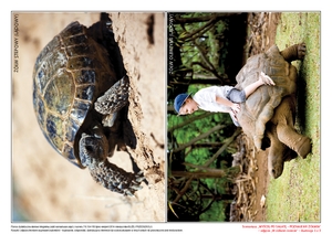 Urodziny żółwika, cz. 1 (PD)