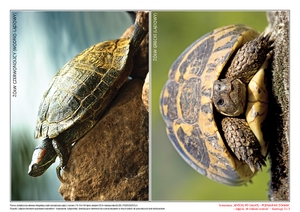 Urodziny żółwika, cz. 1 (PD)