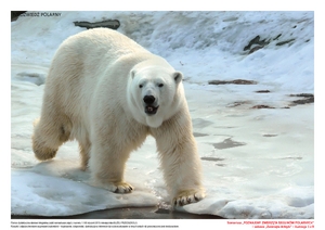 Poznajemy zwierzęta biegunów polarnych, cz. 1 (PD)