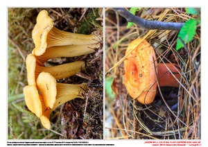 Darów wiele jesień ma, pełny grzybów kosz nam da, cz. 1 (PD)