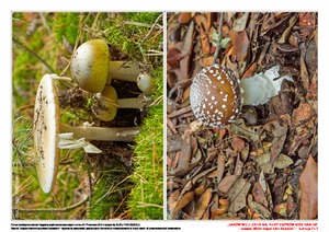 Darów wiele jesień ma, pełny grzybów kosz nam da, cz. 1 (PD)