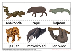 Na tropie liczb - zestaw