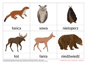 Na tropie liter - zestaw