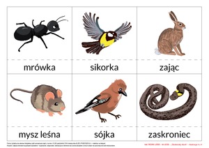 Na tropie liter - zestaw