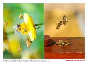 Zabawy z językiem angielskim - zestaw na cały rok