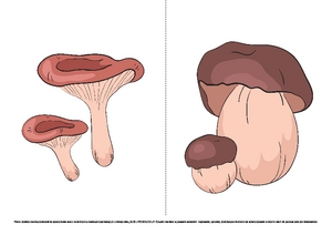 Zbiory grzybów (PD) 