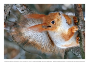 Czego można nauczyć się od zwierząt - wiewiórki (PD)