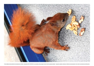 Czego można nauczyć się od zwierząt - wiewiórki (PD)