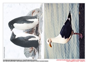 Na Antarktydę wyruszyć czas-pingiwnki już wypatrują nas, cz. 2 (PD)