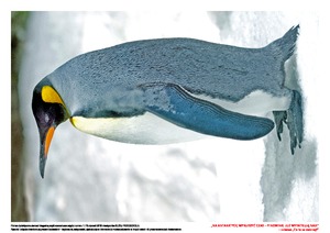 Na Antarktydę wyruszyć czas-pingiwnki już wypatrują nas, cz. 2 (PD)