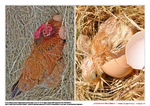 Niecodzienne świętowanie, czyli Światowy Dzień Jaja (PD)