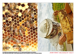 Pracowite pszczółki (PD)