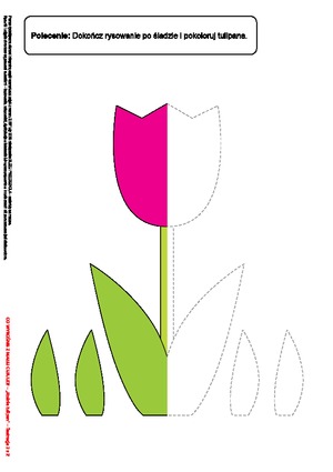 Rośnie tulipan (PD)