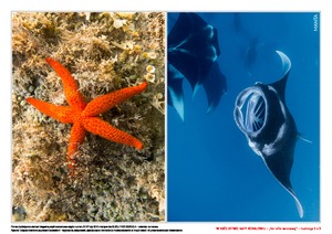 W królestwie rafy koralowej, cz. 2 (PD)