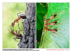 Poznajemy życie mrówek, cz. 2 (PD)