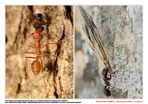 Poznajemy życie mrówek, cz. 2 (PD)