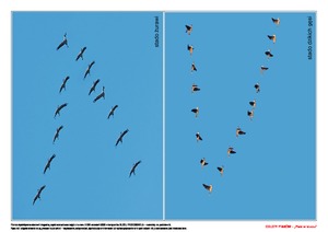 Odloty ptaków, cz. 1 (PD)