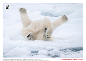 O klimacie z niedźwiedziem polarnym, cz. 2 (PD)