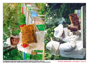  Pszczelarz – miłośnik pszczół, cz. 2 (PD)