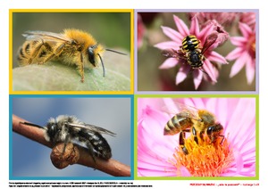  Pszczoły są ważne, cz. 1 (PD)