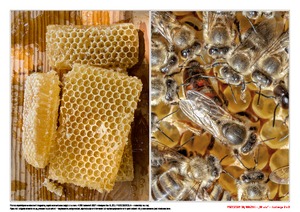  Pszczoły są ważne, cz. 2 (PD)