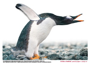 Spotkanie z pingwinami, cz. 1 (PD)