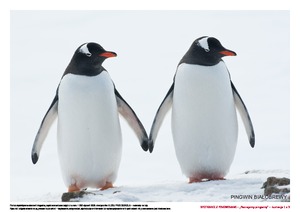 Spotkanie z pingwinami, cz. 2 (PD)