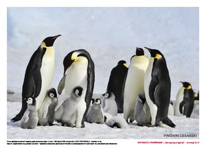 Spotkanie z pingwinami, cz. 2 (PD)