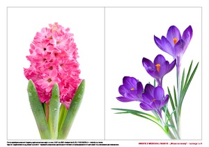 Kwiatki z wiosennej rabatki (PD)