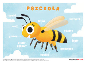 Rysopisy. Pszczółki, cz. 2 (PD)