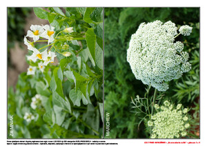 Co z tego wyrośnie? (PD)