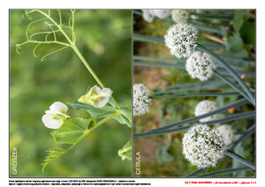 Co z tego wyrośnie? (PD)