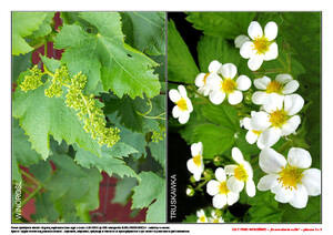 Co z tego wyrośnie? (PD)