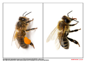 Radość pszczoły, cz. 2 (PD)