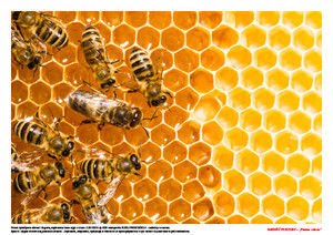 Radość pszczoły, cz. 2 (PD)