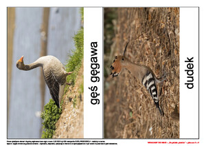 Wracamy do was!, cz. 2 (PD)