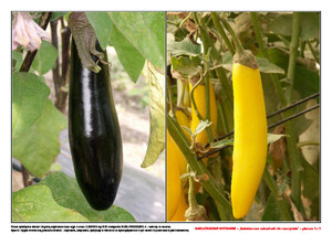 Bakłażanowe wyzwanie, cz. 2 (PD)