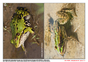 Ach, te żaby! Scenariusz zajęć z okazji Dnia Żaby, cz. 2 (PD)