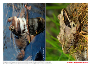 Ach, te żaby! Scenariusz zajęć z okazji Dnia Żaby, cz. 2 (PD)