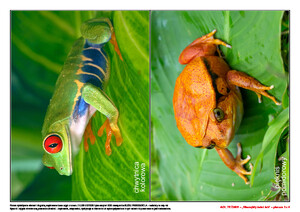 Ach, te żaby! Scenariusz zajęć z okazji Dnia Żaby, cz. 2 (PD)