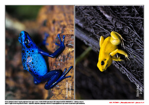 Ach, te żaby! Scenariusz zajęć z okazji Dnia Żaby, cz. 2 (PD)