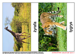 Jak wysoka jest żyrafa? Scenariusz zajęć z okazji Dnia Żyrafy, cz. 2 (PD)	