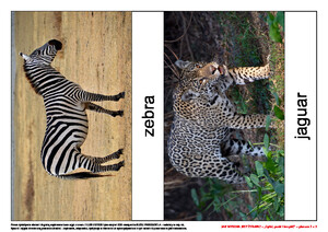 Jak wysoka jest żyrafa? Scenariusz zajęć z okazji Dnia Żyrafy, cz. 2 (PD)	