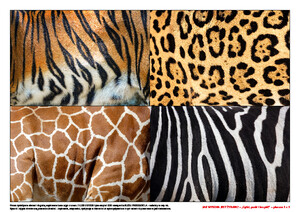 Jak wysoka jest żyrafa? Scenariusz zajęć z okazji Dnia Żyrafy, cz. 2 (PD)	