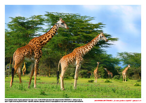 Jak wysoka jest żyrafa? Scenariusz zajęć z okazji Dnia Żyrafy, cz. 2 (PD)	