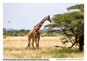 Jak wysoka jest żyrafa? Scenariusz zajęć z okazji Dnia Żyrafy, cz. 2 (PD)	
