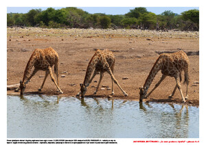 Jak wysoka jest żyrafa? Scenariusz zajęć z okazji Dnia Żyrafy, cz. 2 (PD)	
