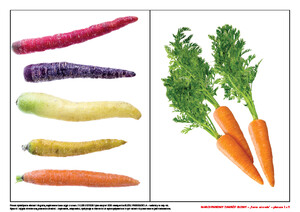 Marchewkowy zawrót głowy. Scenariusz zajęć z okazji Dnia Marchewki (PD)