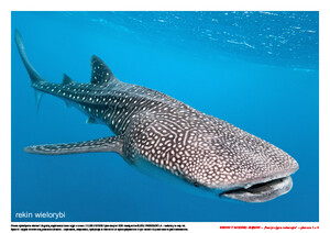 Rekiny z wodnej głębiny. Scenariusz zajęć z okazji Dnia Rekina, cz. 2 (PD)	