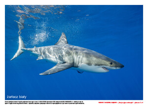 Rekiny z wodnej głębiny. Scenariusz zajęć z okazji Dnia Rekina, cz. 2 (PD)	